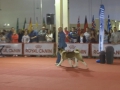 GoldOnar AkitasBest Puppy in Show,Brusco